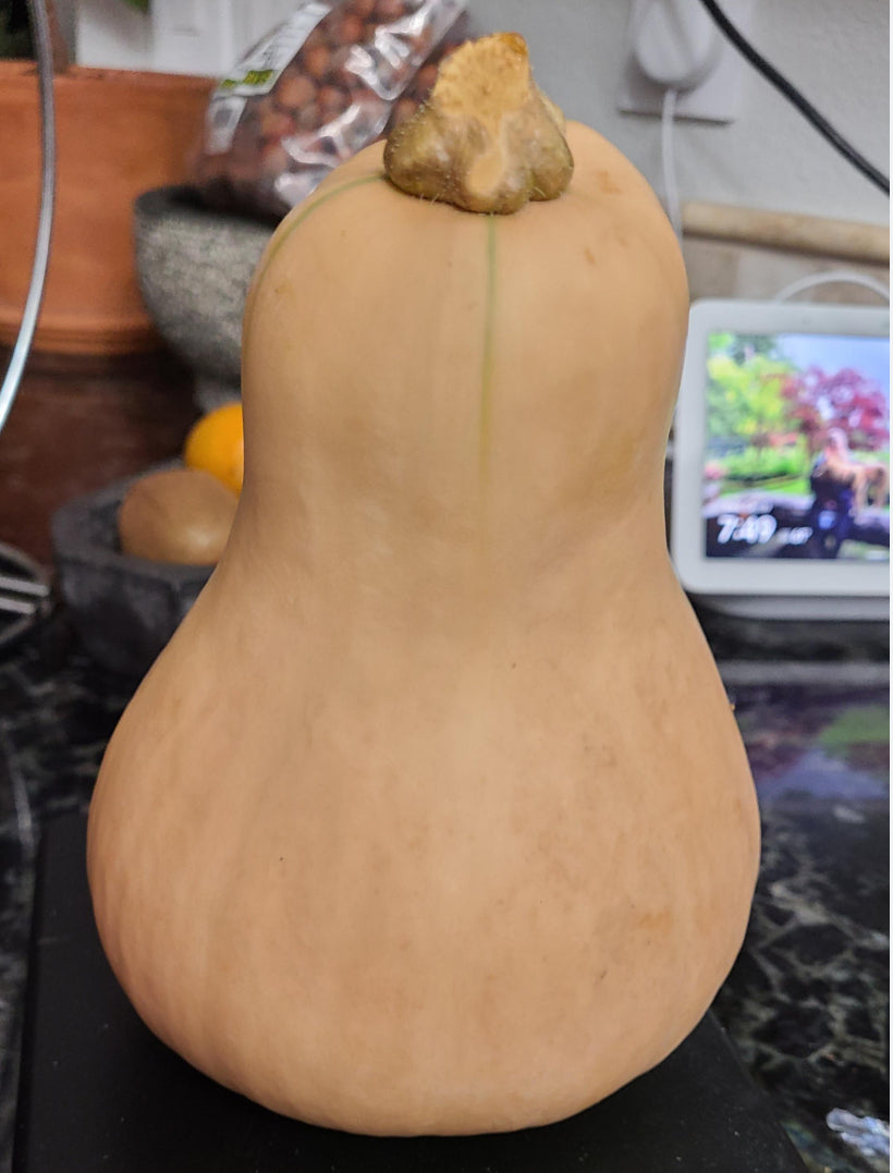 Butternut Squash Large