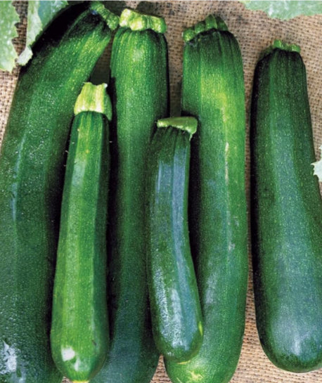 Mini Zucchini Pint-Organic